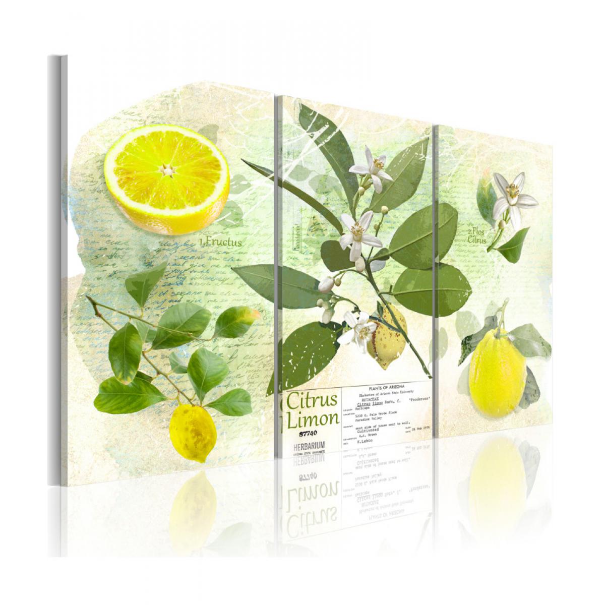 Artgeist - Tableau - Fruit: lemon 90x60 - Tableaux, peintures