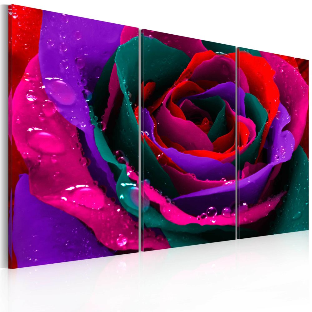 Bimago - Tableau - Rose irisée - Décoration, image, art | Fleurs | Roses | - Tableaux, peintures