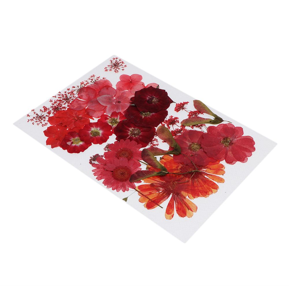 marque generique - 36/37/38/39 / 42Pc Naturel Réaliste Fleurs Séchées Pressées DIY Scrapbook Rouge - Plantes et fleurs artificielles