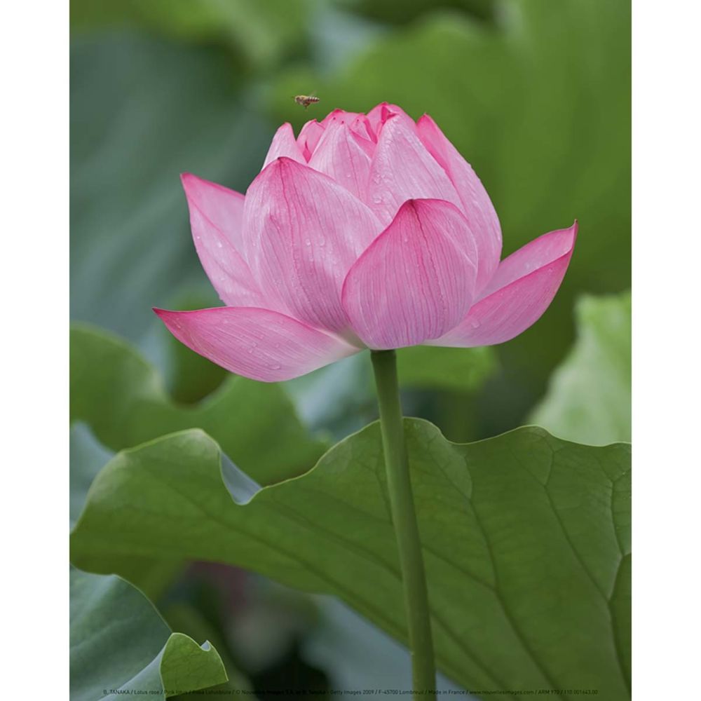 Nouvelles Images - Affiche Lotus rose - B. TANAKA - 24x30 cm - Affiches, posters