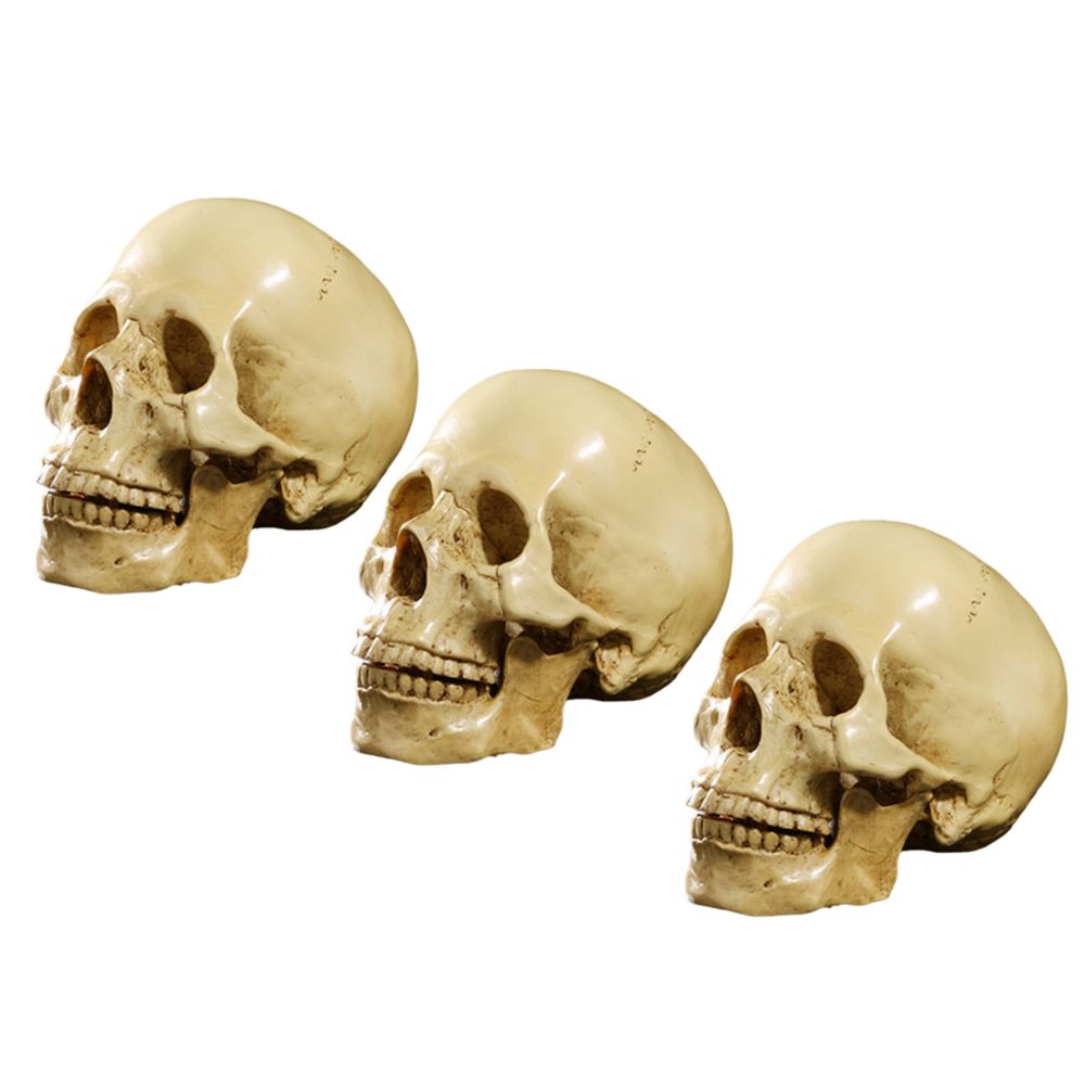 marque generique - 3pcs 1: 1 Modèle De Résine De Crâne Humain Squelette D'enseignement Anatomique - Objets déco