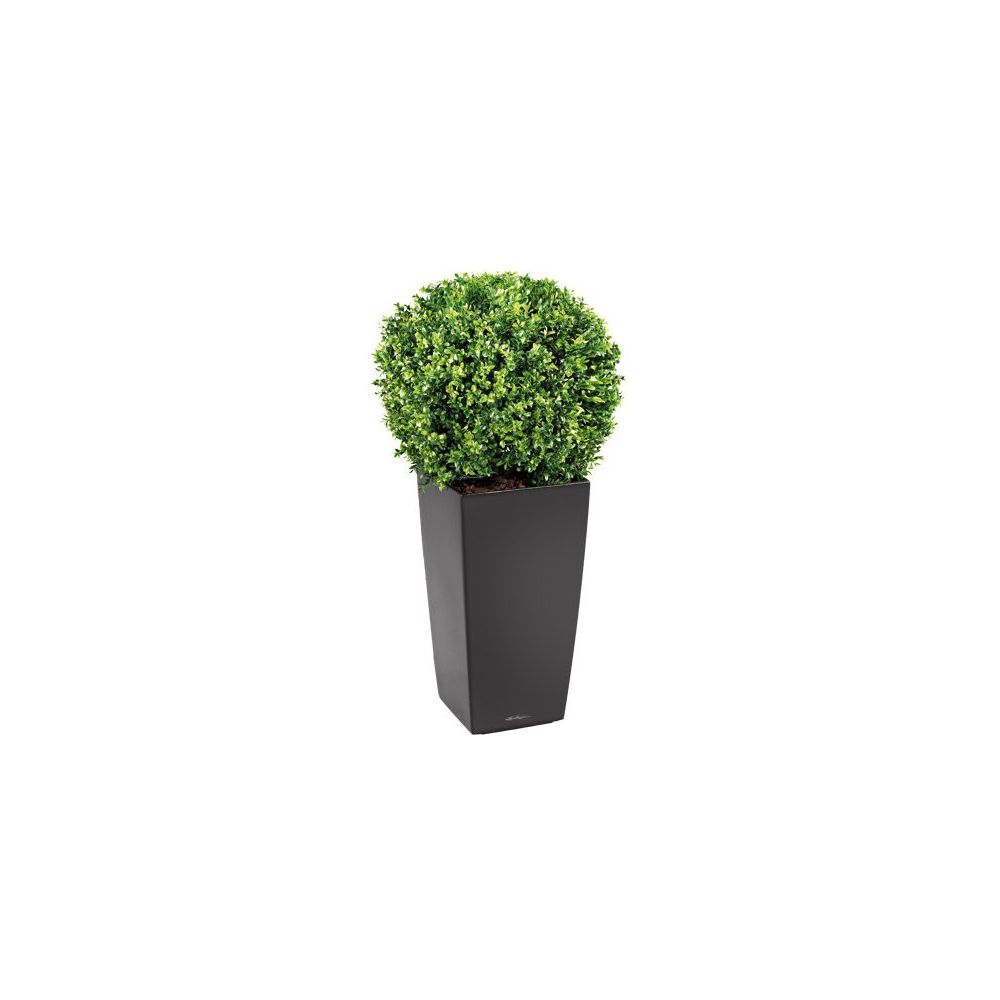 marque generique - Buis + pot Kubis noir. - Plantes et fleurs artificielles