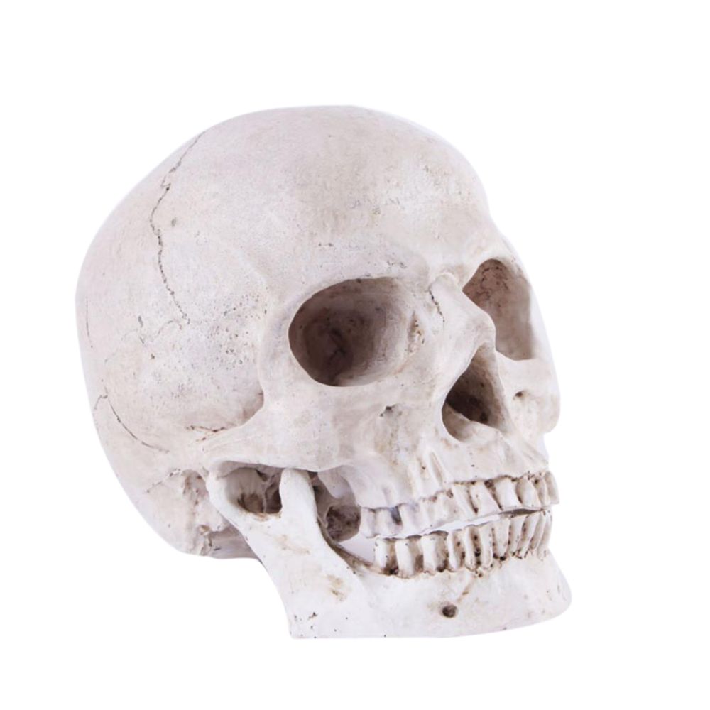 marque generique - Handicrafts Human Skull Squelette Gothic Halloween Party Decor # 3 18X14X12 - Objets déco