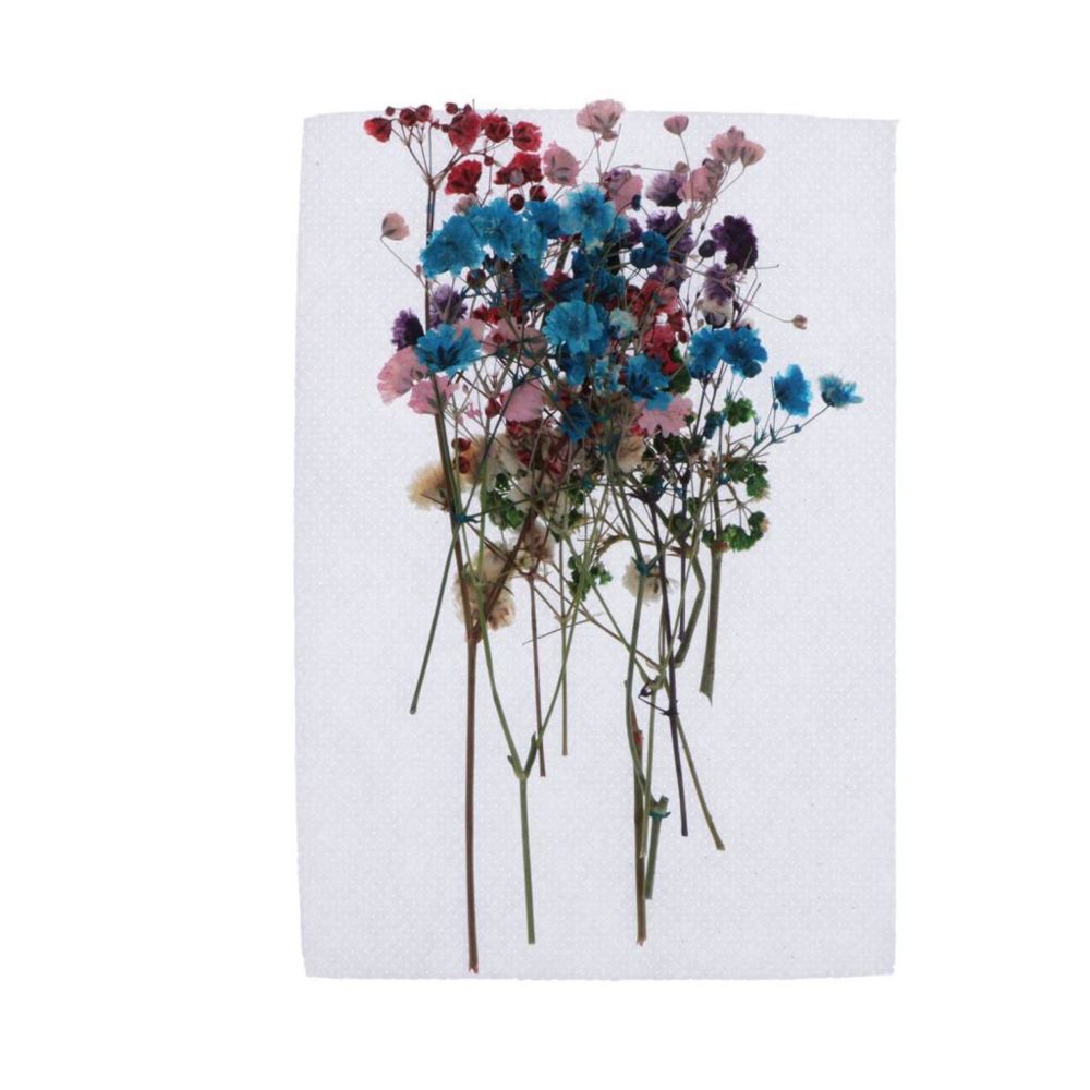 marque generique - Fleurs séchées pressées fleurs d'étoiles - Plantes et fleurs artificielles