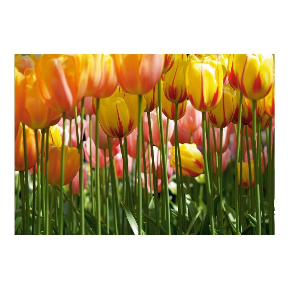 Bebe Gavroche - Tulips, photo murale, 360x254 cm, 4 parts - Affiches, posters