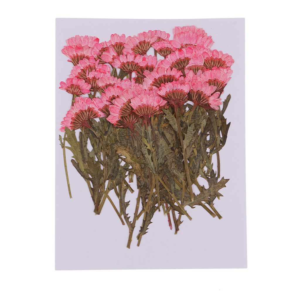 marque generique - 50 pcs pressé vraies fleurs séchées chrysanthème pour diy art artisanat carte fabrication - Plantes et fleurs artificielles