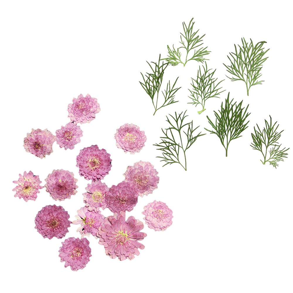 marque generique - Feuilles de fleurs séchées pressées - Plantes et fleurs artificielles