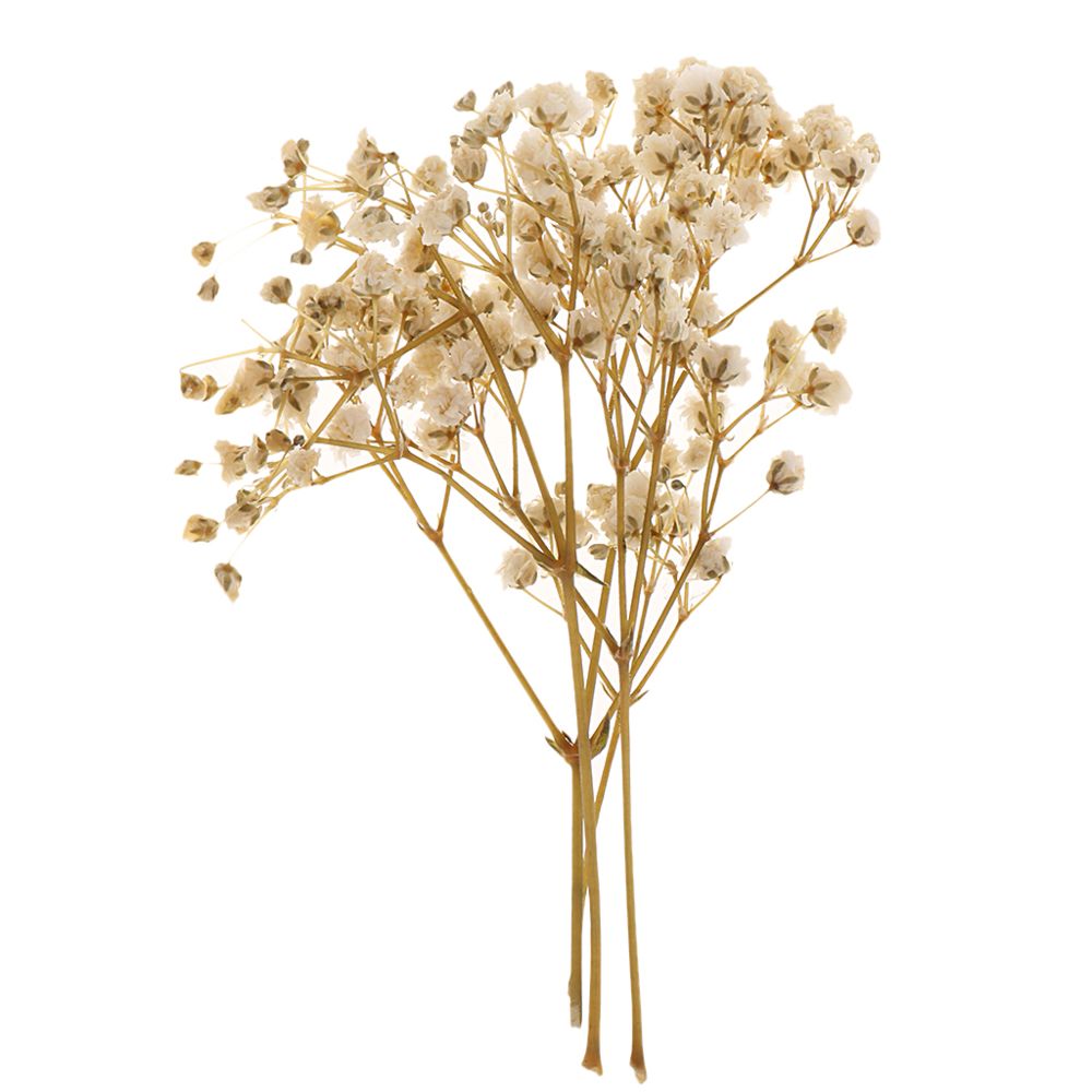 marque generique - Feuilles pressées Fleurs séchées naturelles Scrapbooking Cards making White - Plantes et fleurs artificielles