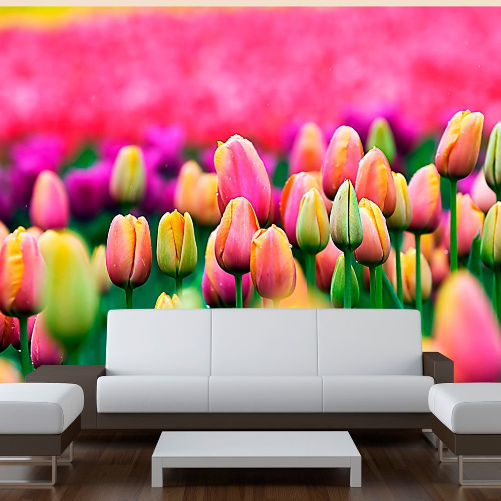 Bimago - Papier peint | Champ de tulipes | 250x193 | Fleurs | Tulipes | - Papier peint