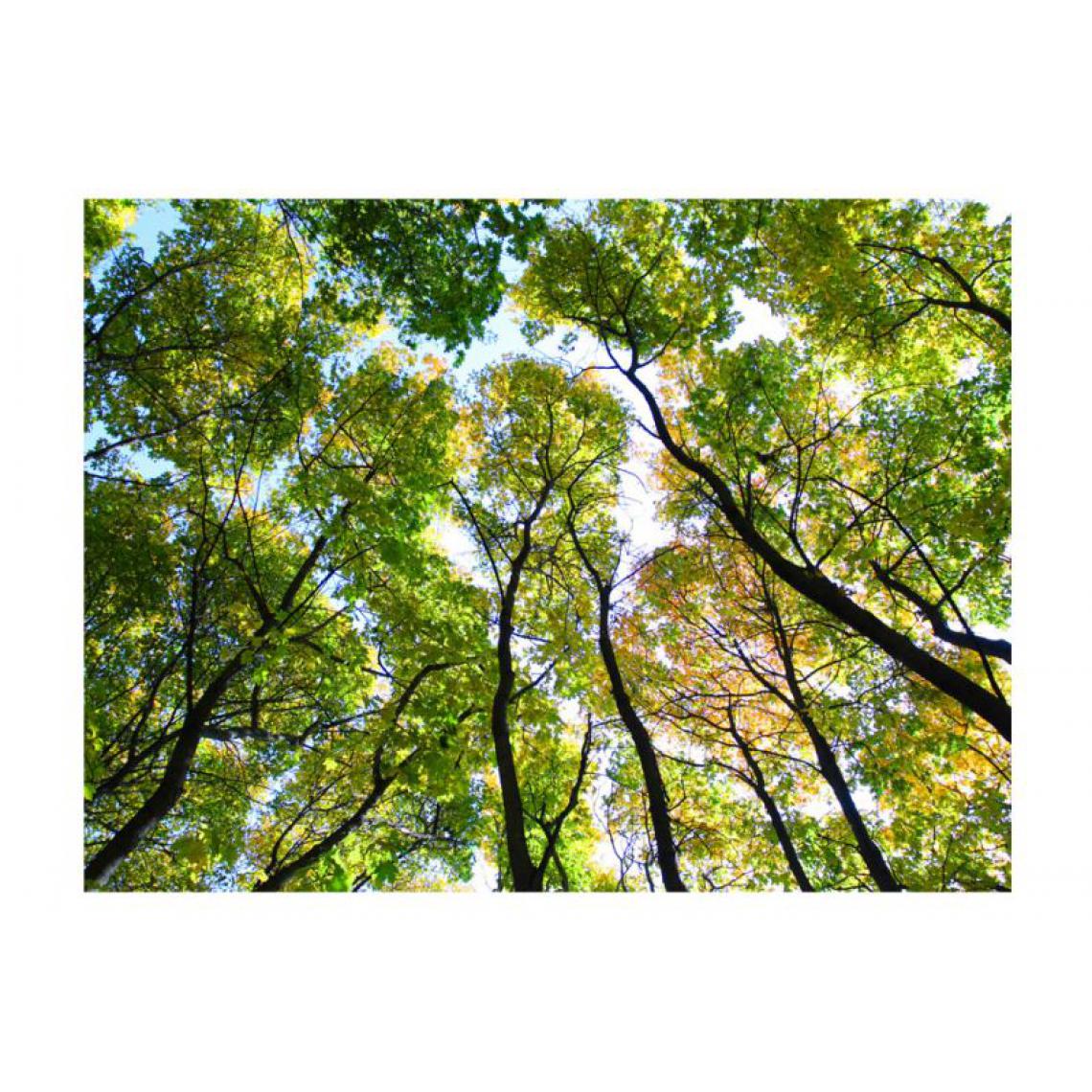 Artgeist - Papier peint - Looking up at the trees .Taille : 250x193 - Papier peint