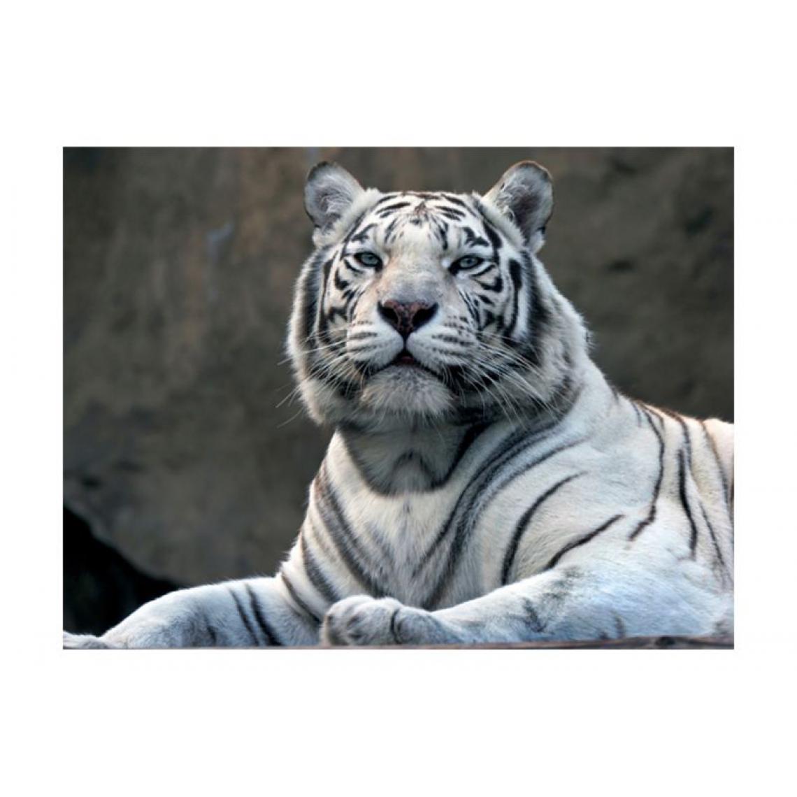 Artgeist - Papier peint - Tigre du Bengale au zoo .Taille : 300x231 - Papier peint