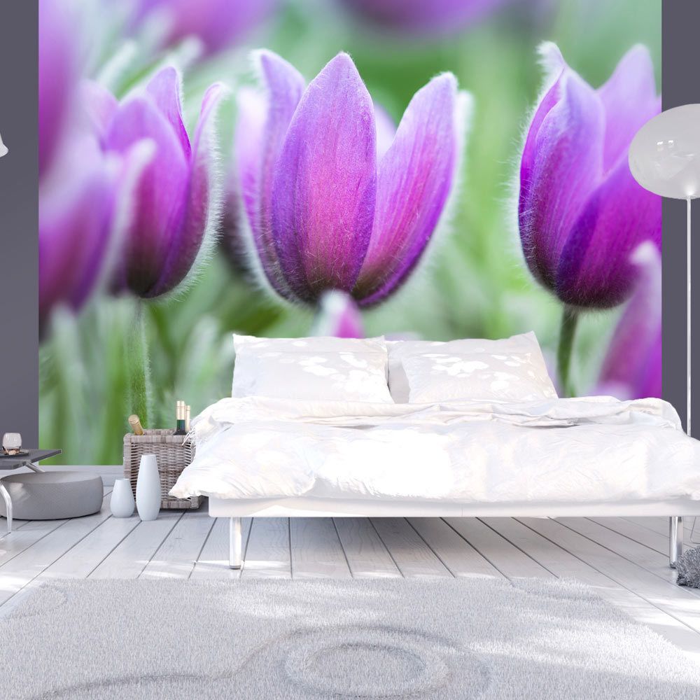 Bimago - Papier peint - Tulipes violettes au printemps - Décoration, image, art | Fleurs | Tulipes | - Papier peint