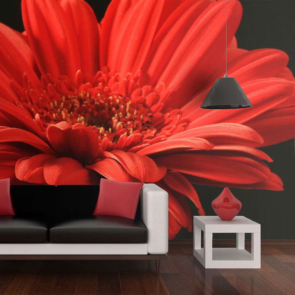 Bimago - Papier peint | Fleur de gerbera rouge | 350x270 | Fleurs | Autres fleurs | - Papier peint