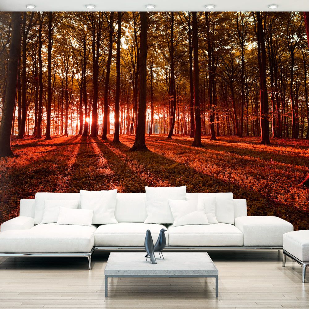 Bimago - Papier peint | Autumn Morning | 250x175 | Paysages | Arbres et Forêt | - Papier peint