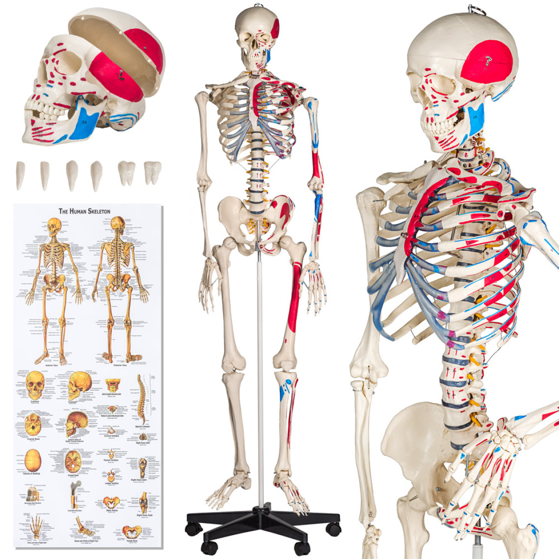 Tectake - Squelette grandeur nature détaillé 180 cm - Jeux éducatifs