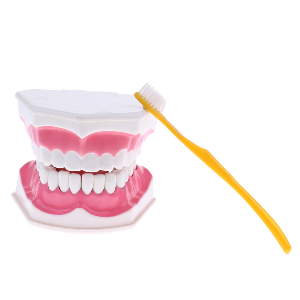 marque generique - modèle de dents dentaires avec dents inférieures amovibles grossissement de l'outil d'apprentissage 2x - Jeux éducatifs