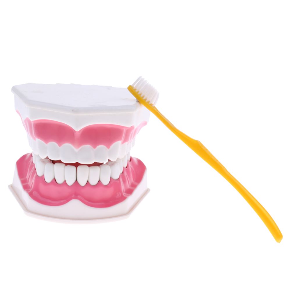 marque generique - modèle à languette dentaire à dents avec un grossissement inférieur amovible des dents 2x - Jeux éducatifs