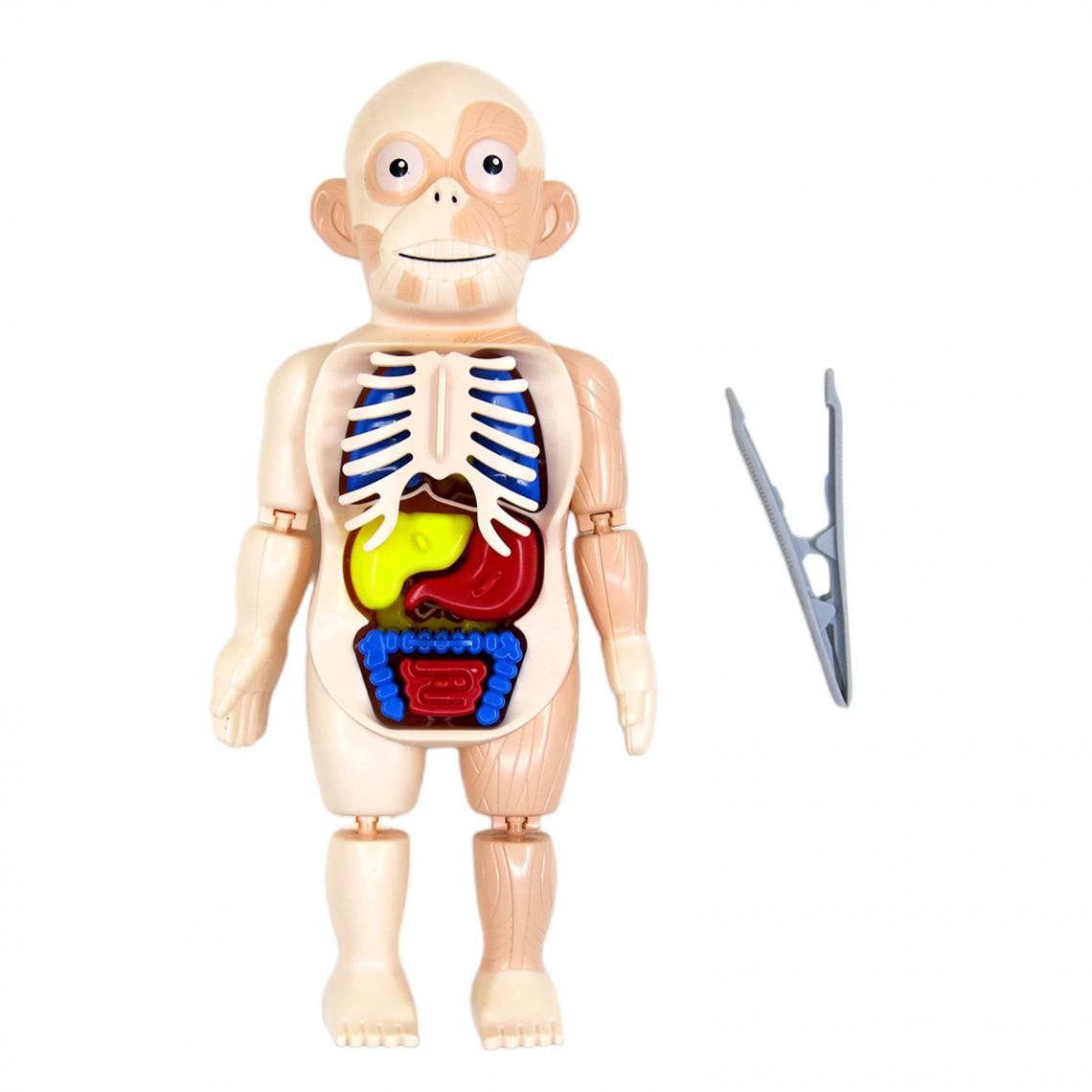 marque generique - Réaliste 3D Corps Humain avec Organes Anatomie Éducatifs BRICOLAGE Jouets Organe Du Corps pour La Science Démonstration En Salle de Classe - Jeux éducatifs