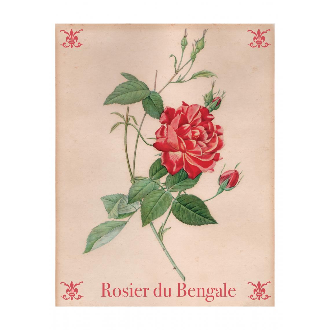 Beneffito - BOTANICAL - Signature Poster - Rosier_2 - 40x60 cm - Affiches, posters