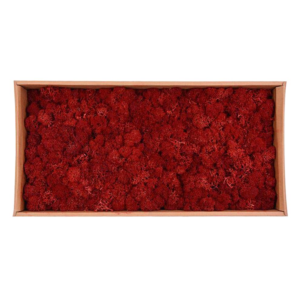 marque generique - Mousse de renne séchée naturelle traitée à la mousse immortelle Artisanat DIY Décor Floral Rouge - Plantes et fleurs artificielles