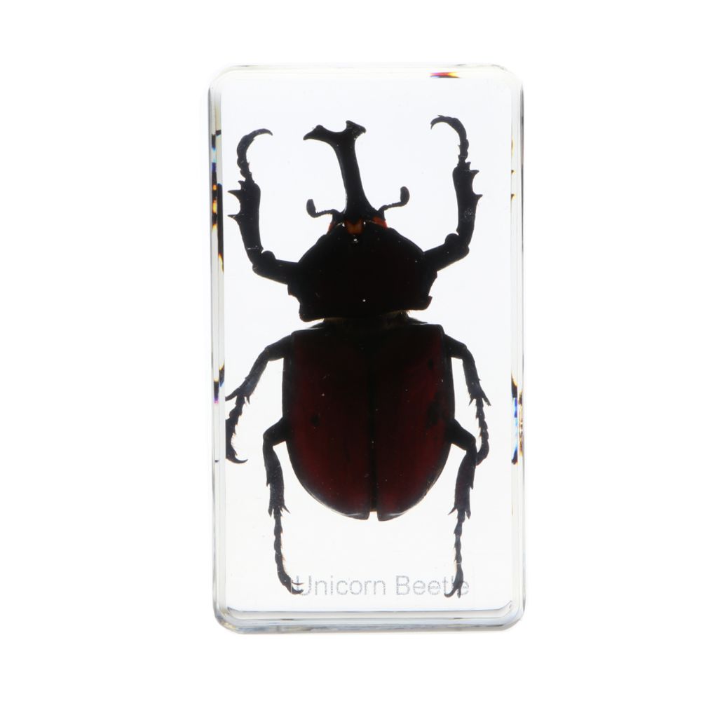 marque generique - spécimen d'insecte créatif presse-papiers collection cadeau - rhinocéros beetle b - Objets déco