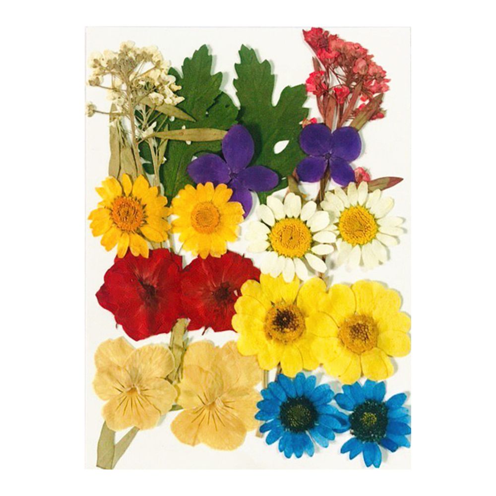 marque generique - Sac de Naturel Pressé Fleurs Séchées Bricolage Scrapbooking Fabrication de Cartes - Plantes et fleurs artificielles