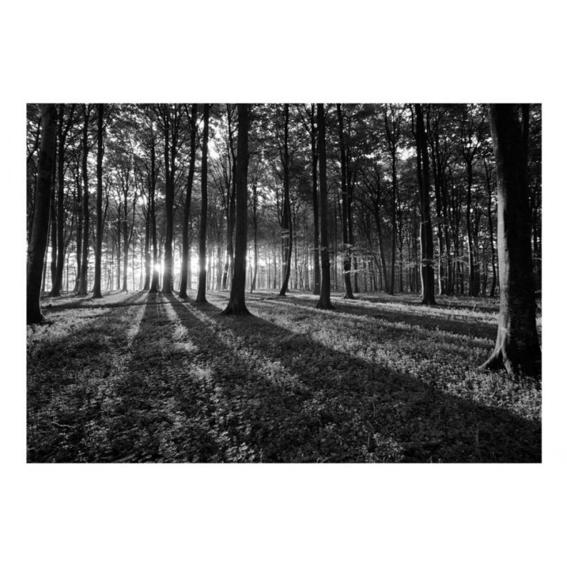 Artgeist - Papier peint - The Light in the Forest .Taille : 100x70 - Papier peint