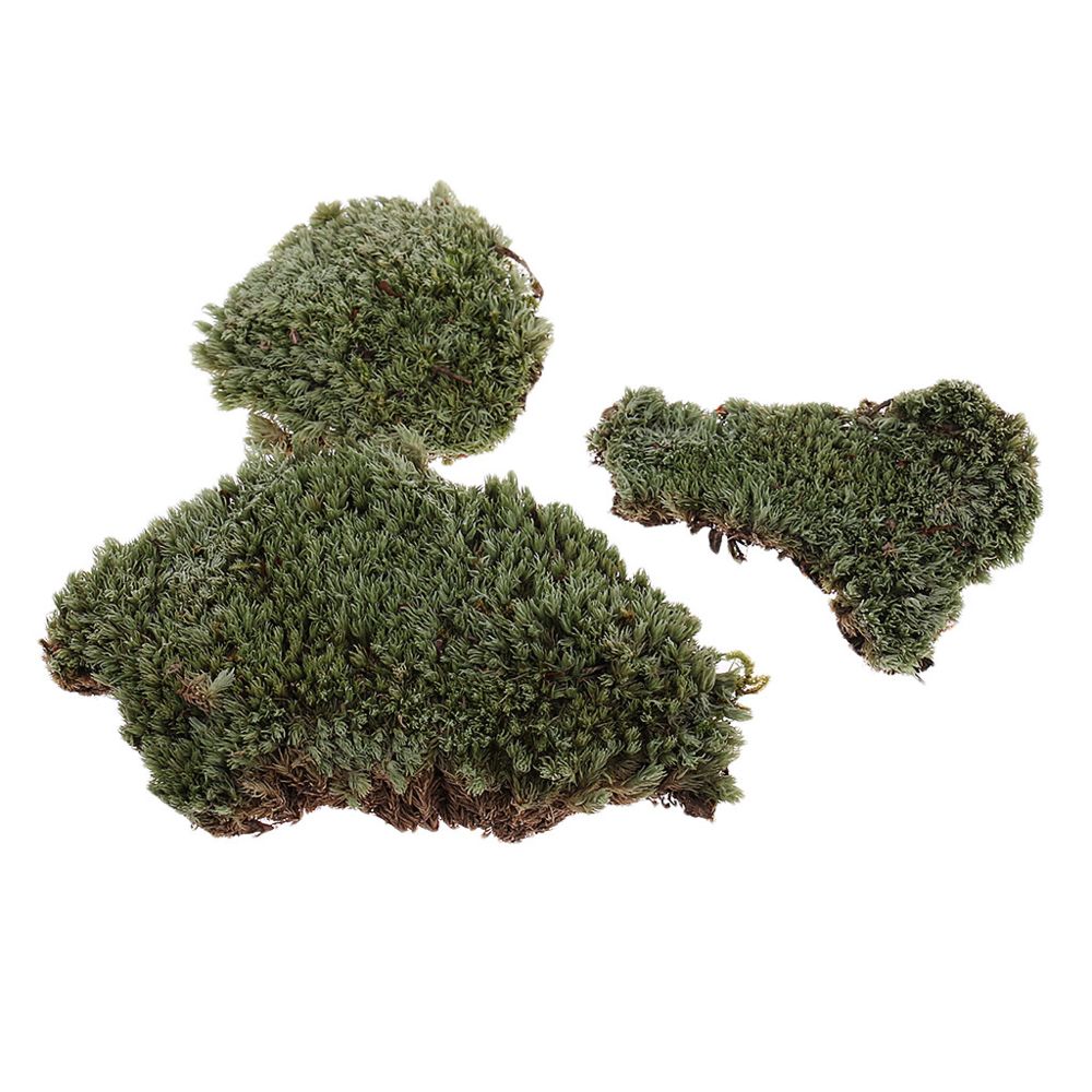 marque generique - Mousse de lichen naturel - Chars