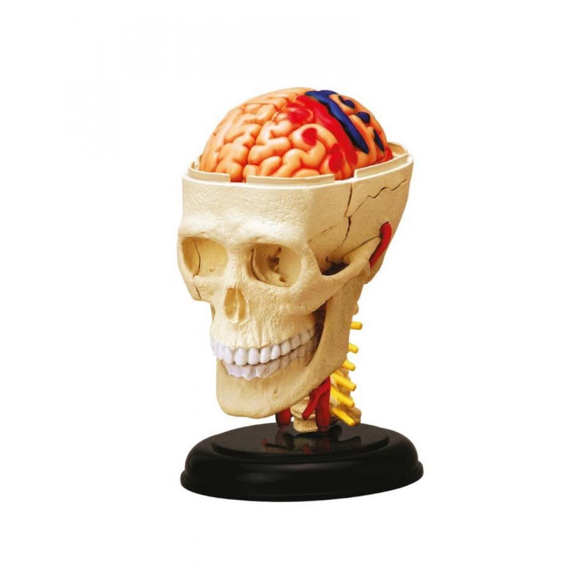 Mgm - MGM - Explora - Anatomie crâne et cerveau - Expérience anatomie - Casse-tête