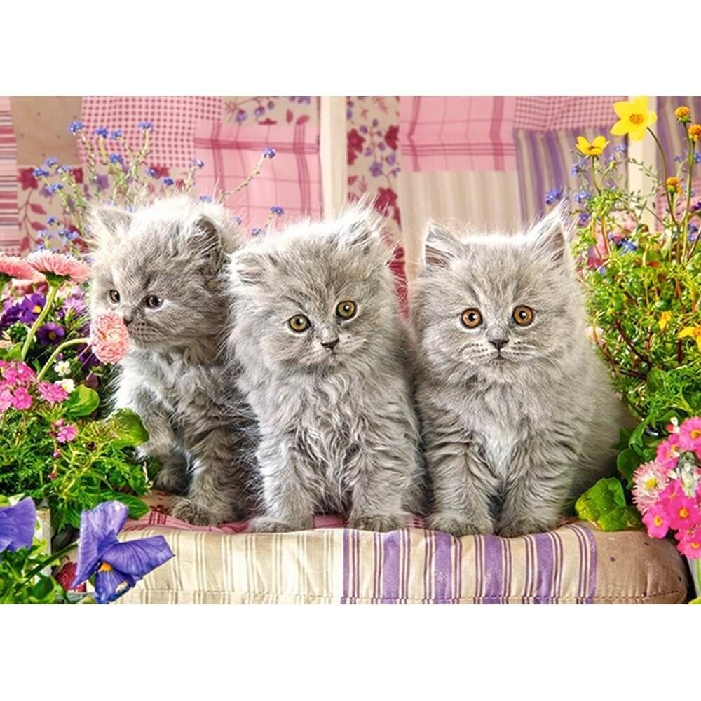 Castorland - Puzzle 300 pièces : trois petits chatons gris - Animaux