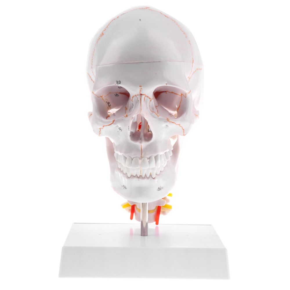 marque generique - Statue de crâne tête humaine - Jeux éducatifs