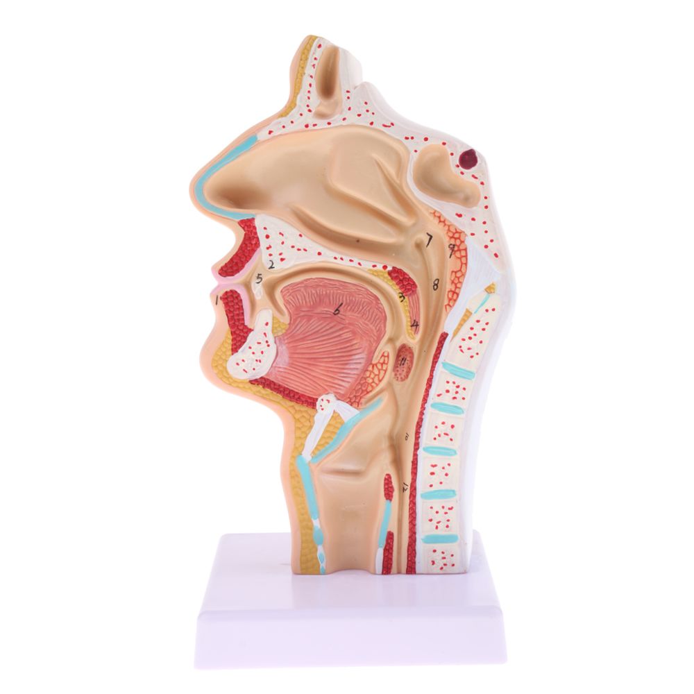 marque generique - Statue de cavité nasale humaine - Kit d'expériences