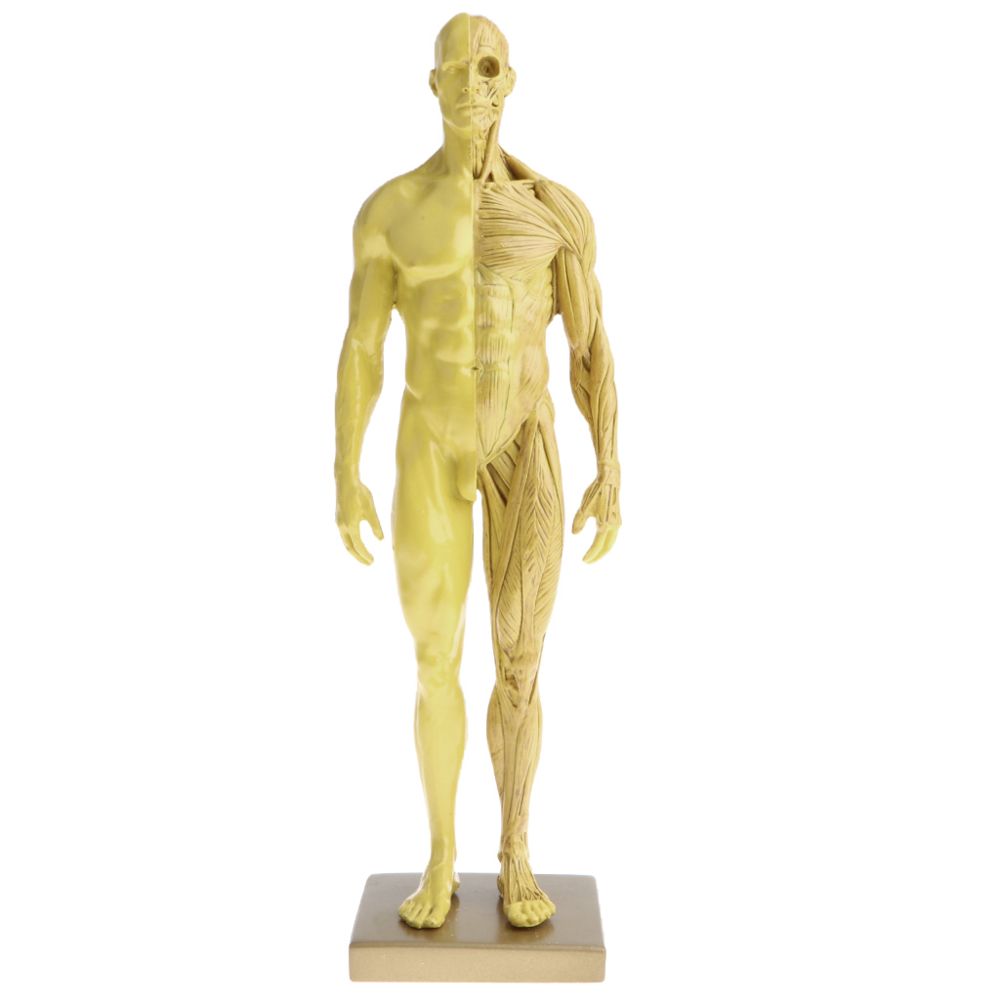 marque generique - 11 Pouces Modèle D'anatomie Masculine Modèle Référence Anatomique Pour Les Artistes - Jaune - Kit d'expériences