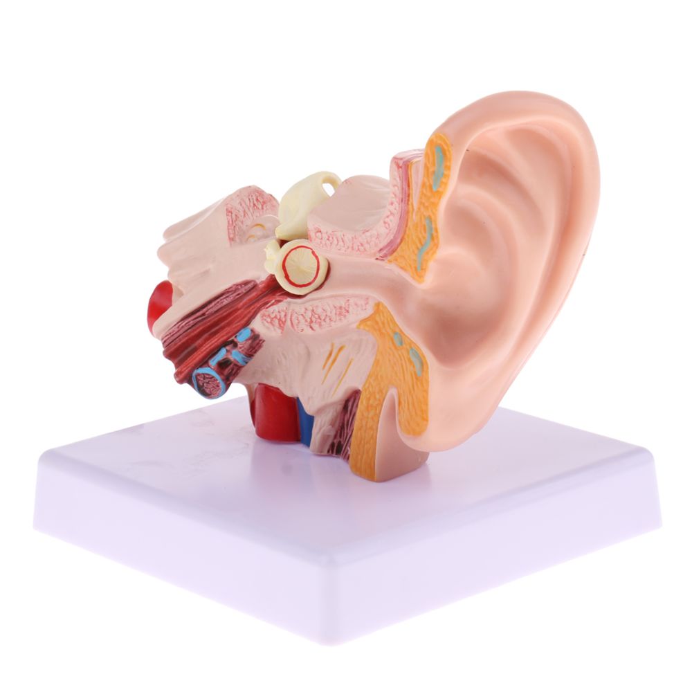 marque generique - Statue de la structure de l'oreille humaine - Jeux éducatifs