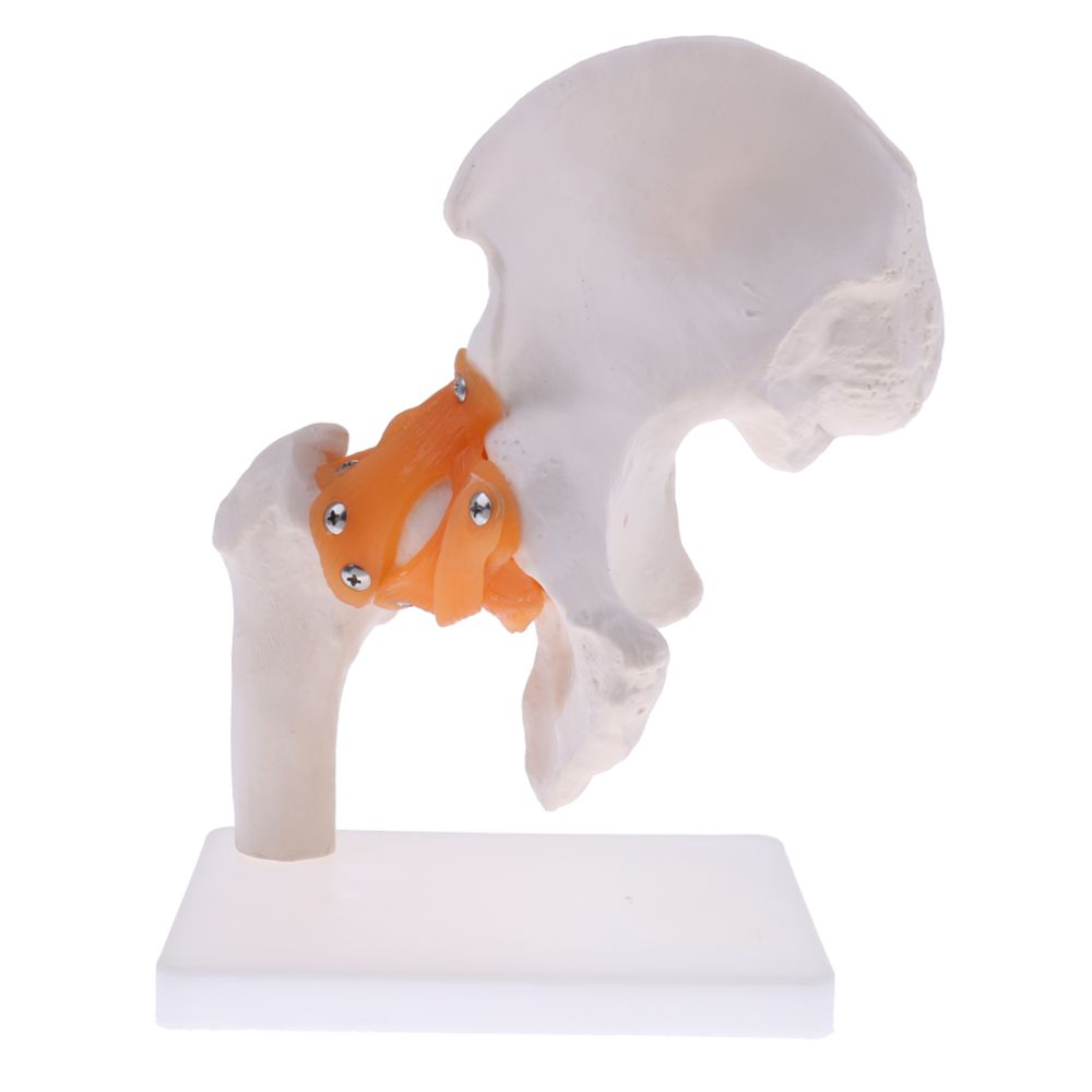 marque generique - squelette humain de la hanche - Jeux éducatifs