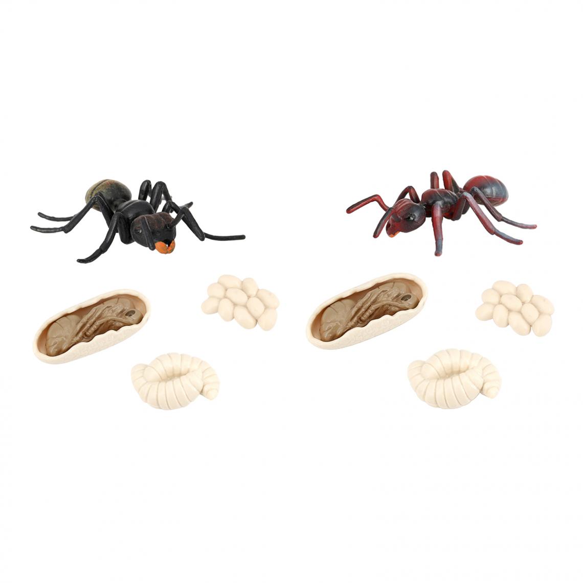 marque generique - 2x Simulation Ant Growth Life Cycle Figures Jouet D'imagination pour Les Enfants - Jeux éducatifs