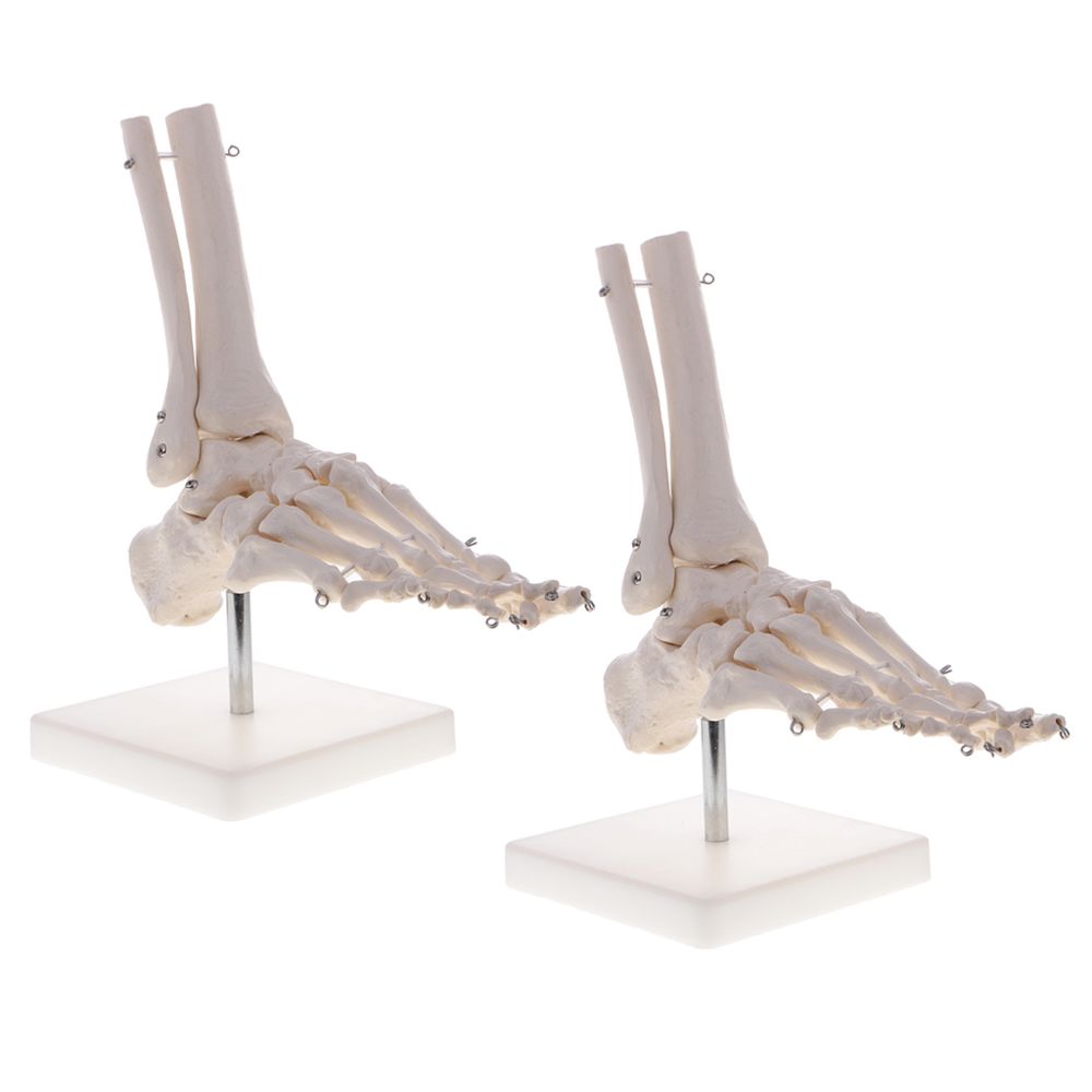 marque generique - Statue de cheville de pied humain - Jeux éducatifs