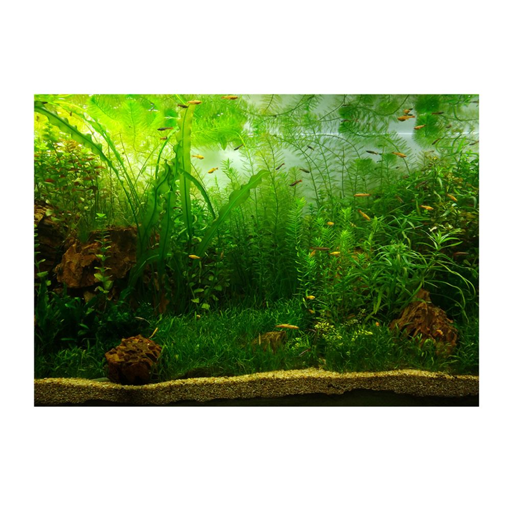 marque generique - affiche adhésif de réservoir de poissons - Décoration aquarium