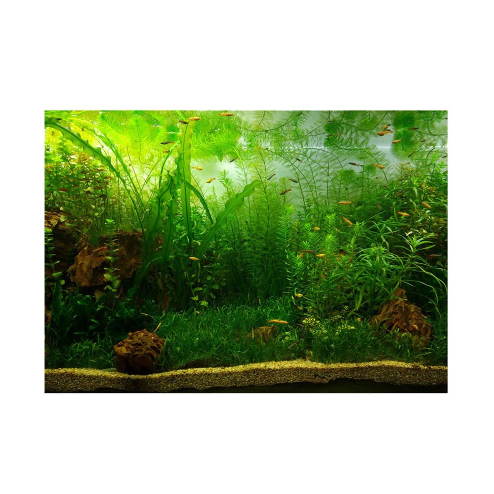 marque generique - Fond d'Aquarium Vivid, Adhésif Affiche Fish Tank Wall Decor Sticker Waterweeds XL - Décoration aquarium