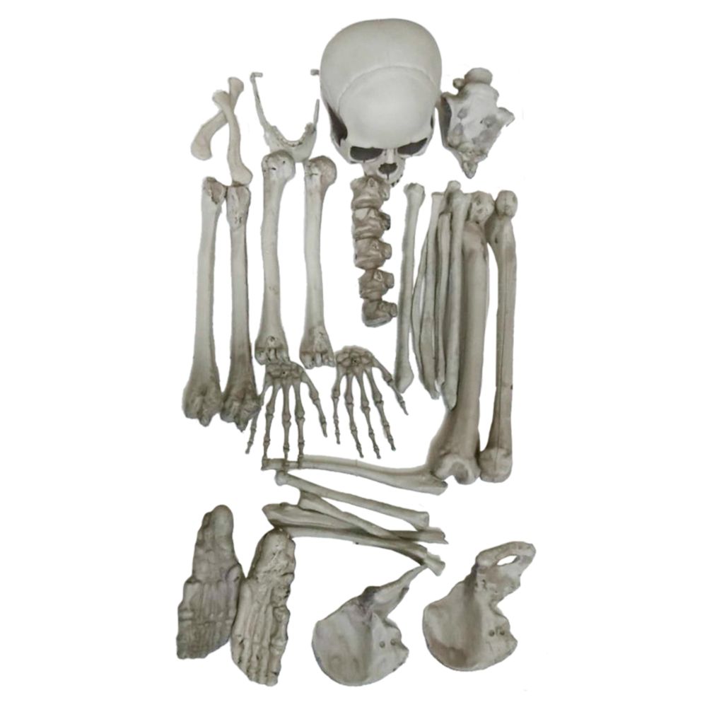 marque generique - crâne animal créatif crâne aquarium décoration squelette - Décoration aquarium