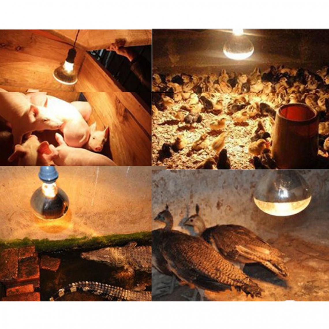 marque generique - E27 chaleur ampoule lampe d'élevage émetteur de chaleur infrarouge type de chauffage 1 - 100w - Alimentation reptile