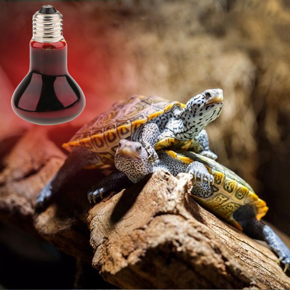 marque generique - Reptile Tortoise Amphibie Nightlight Lumière infrarouge UVA E27 Lampe thermique 50W - Alimentation reptile