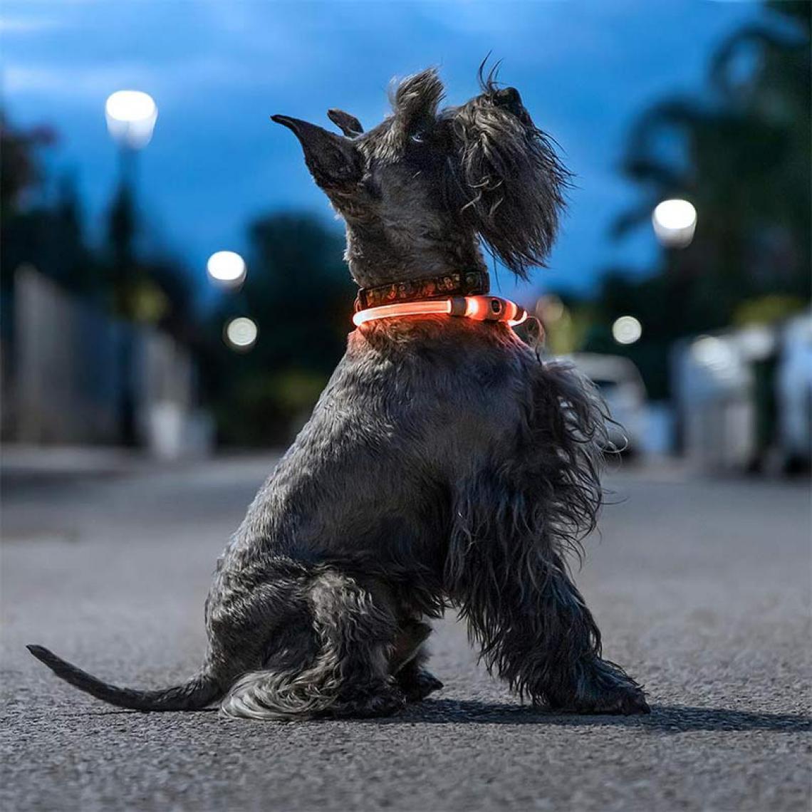 Shop Story - SHOP-STORY - PETLUX : Collier Lumineux LED Orange pour Animaux, Chiens, Chats, Ajustable Réglable et Rechargeable USB - 3 Mode d'Éclairage - Idéal Promenade de Nuit - Meilleur Visibilité - Collier pour chien