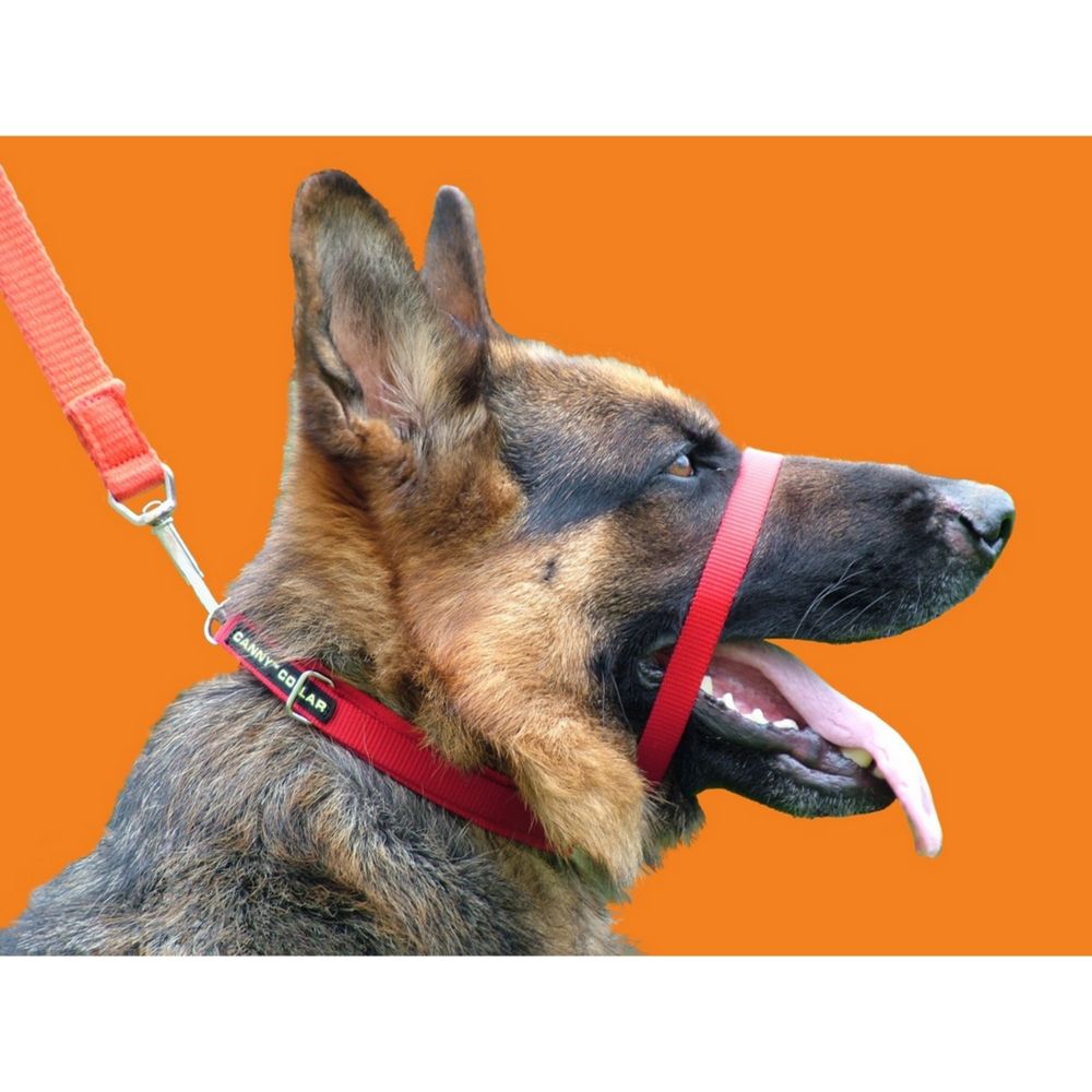 Generic - Canny - Collier anti-traction - Chien (Taille 4) (Rouge) - UTVP2006 - Collier pour chien