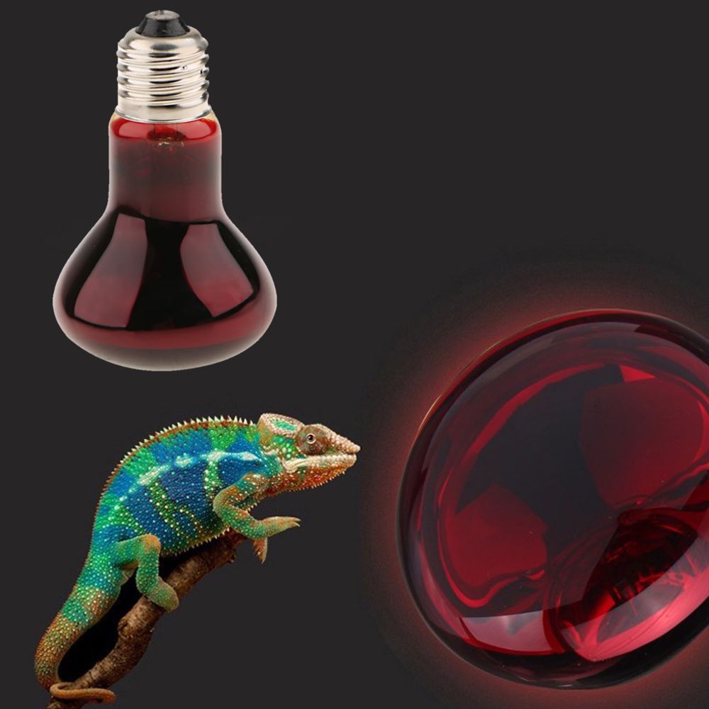 marque generique - Reptile Tortoise Amphibien Nightlight Lumière infrarouge UVA E27 Heat Lamp 100W - Alimentation reptile