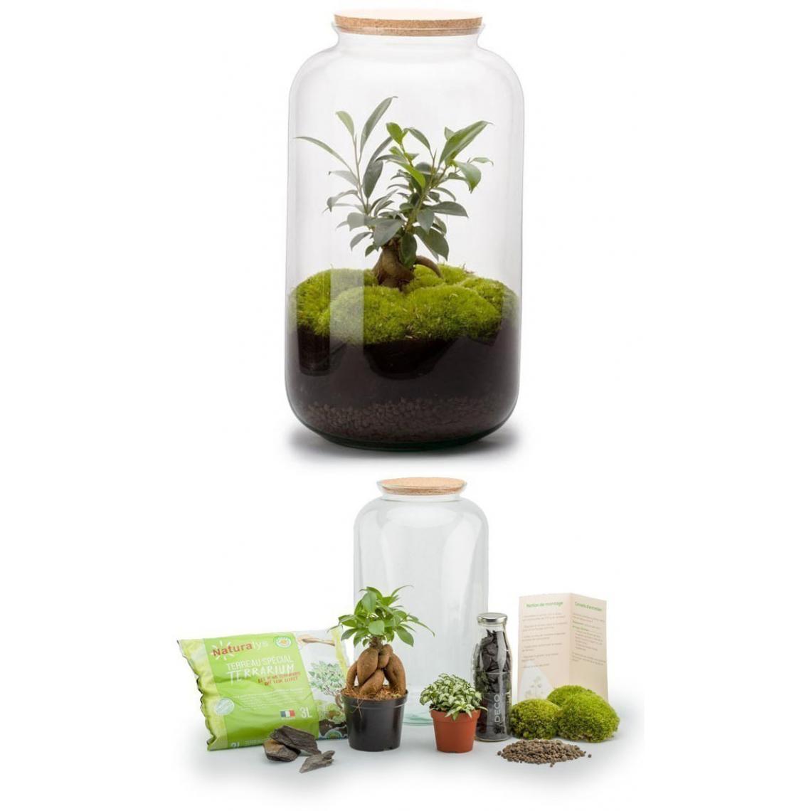Flowerbox - Kit terrarium plantes Bonbonne M (23 x 41 cm) - Terrarium