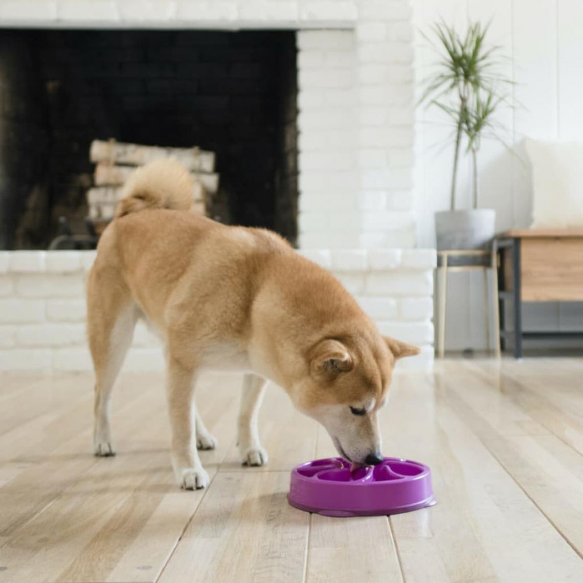 Outward Hound - Outward Hound Mini mangeoire lente pour chiens Slo Bowl Violet - Accessoires basse-cour