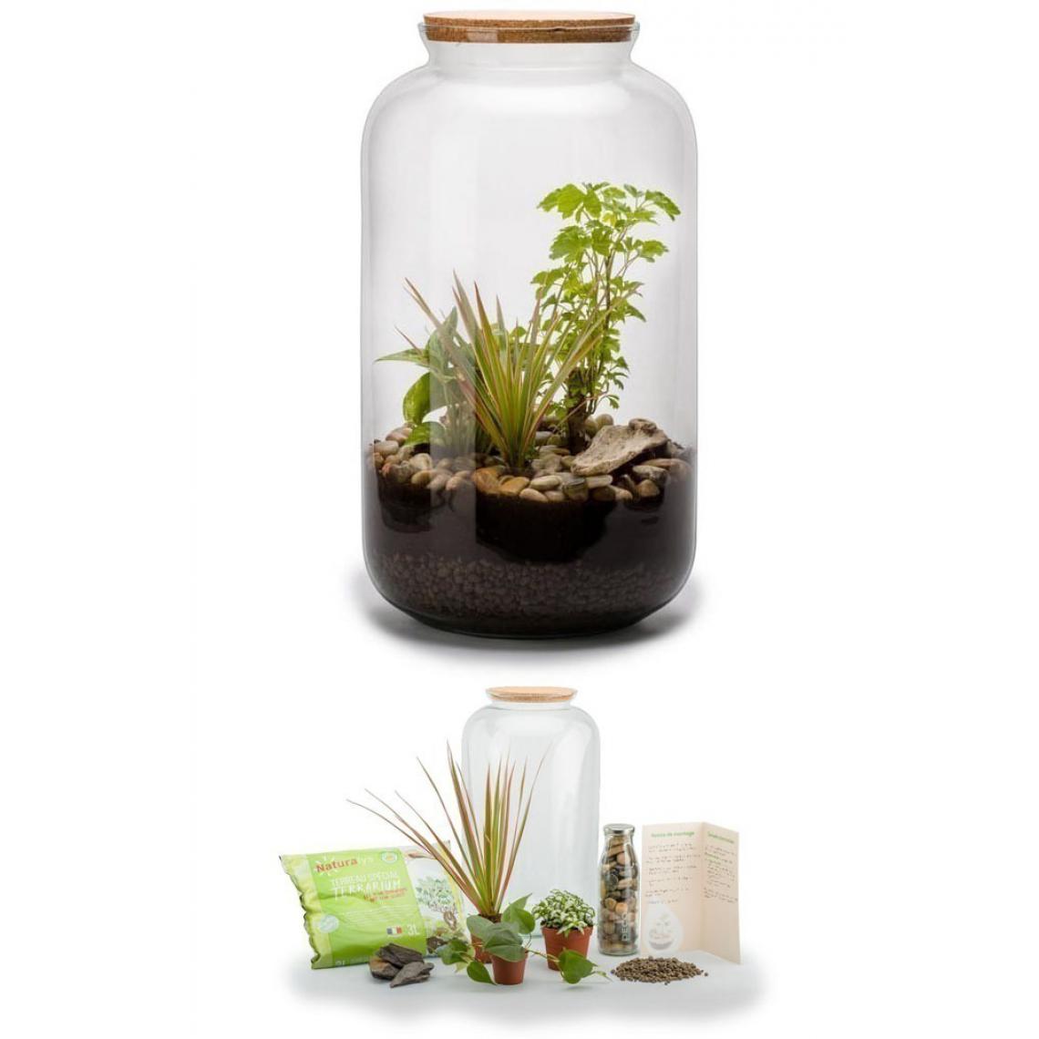Flowerbox - Kit terrarium plantes Bonbonne mix M (23 x 41 cm) - Terrarium