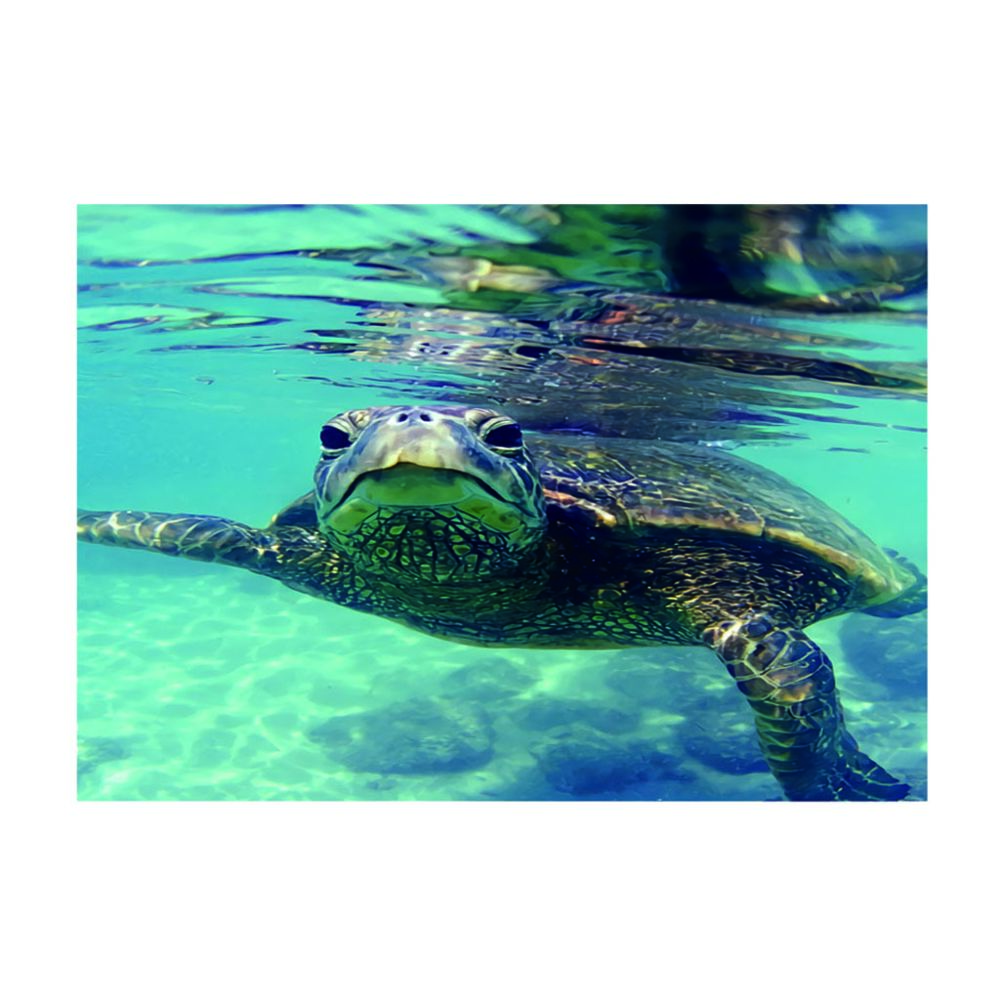marque generique - aquarium autocollant simple face arrière-plan autocollant tortue 61x30cm - Décoration aquarium
