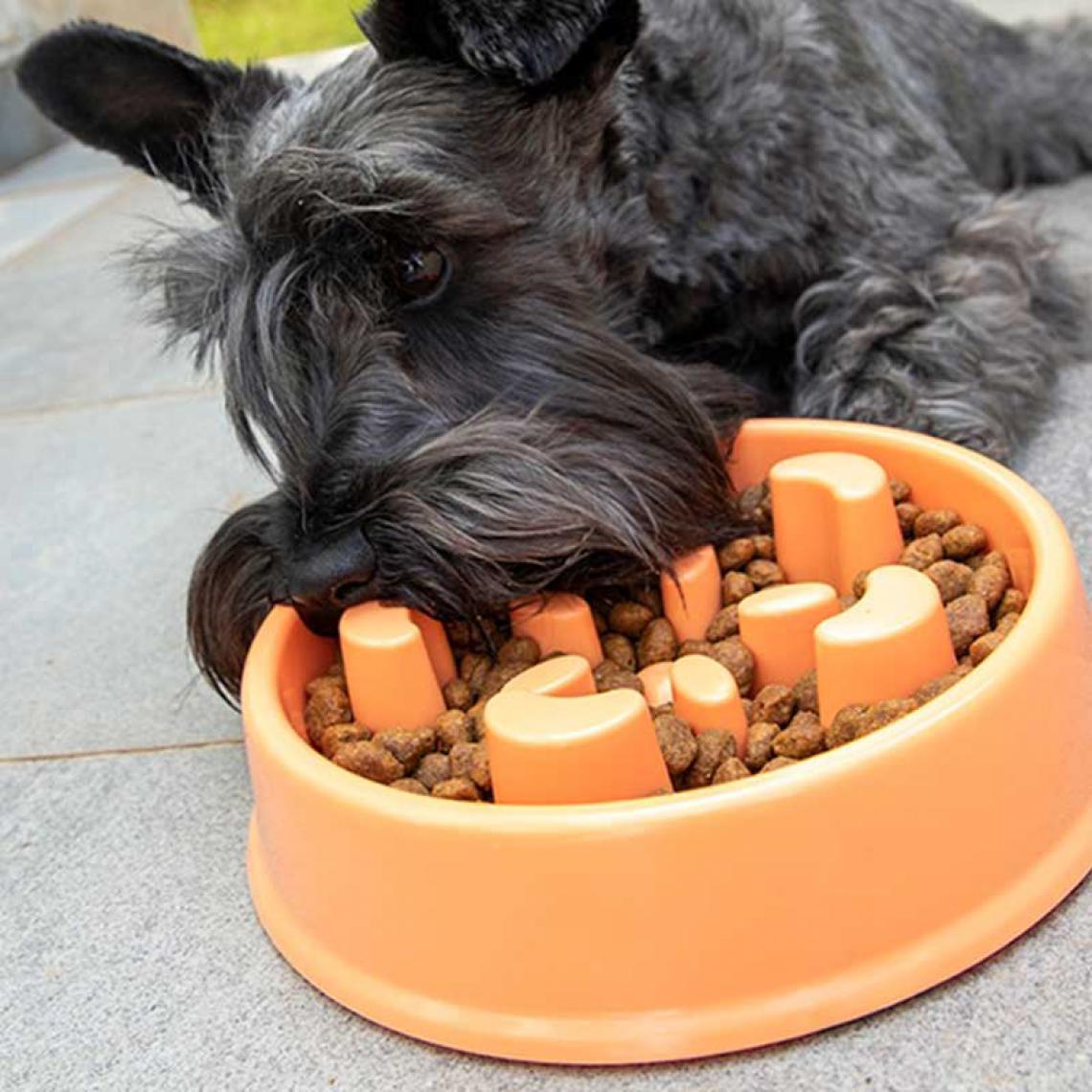 Shop Story - SHOP-STORY - SLOWFI : Gamelle d'Alimentation Anti-Glouton pour Chiens - Gamelle pour chien